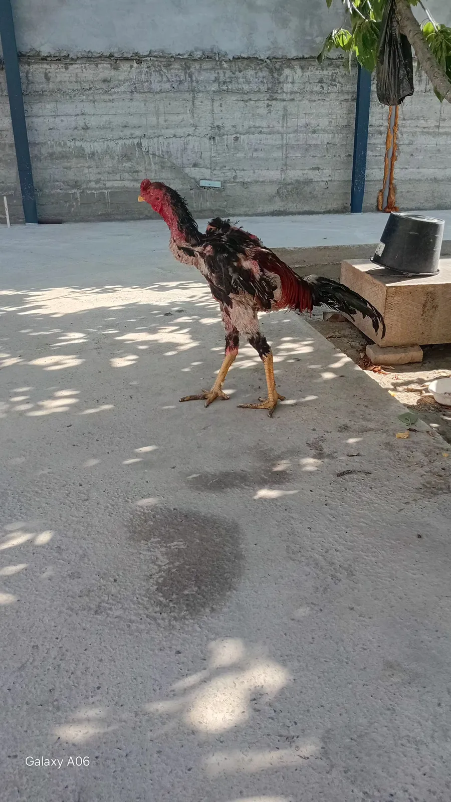 xoroz sotiladi narxi 800 ming bir kuzi kur
